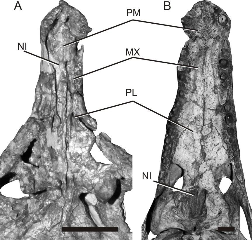 também estar relacionada ao hábito aquático destes táxons (Montefeltro & Larsson 2011, 2012).