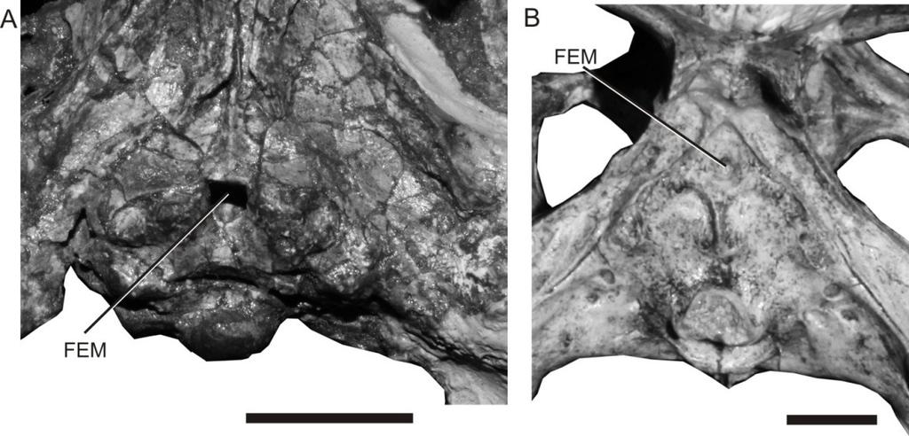 complexo antero-orbital de Metriorhynchidae estaria relacionado à excreção de sal, ao invés de um divertículo pneumático como nos demais Archosauria (Fernandez & Gasparini 2000, 2008, Gandole et al.