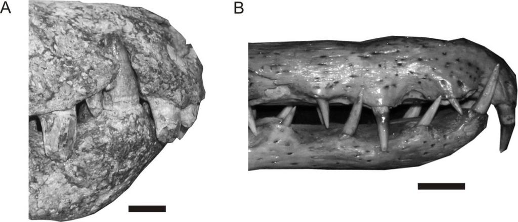 Figura 10. Caráter 333.