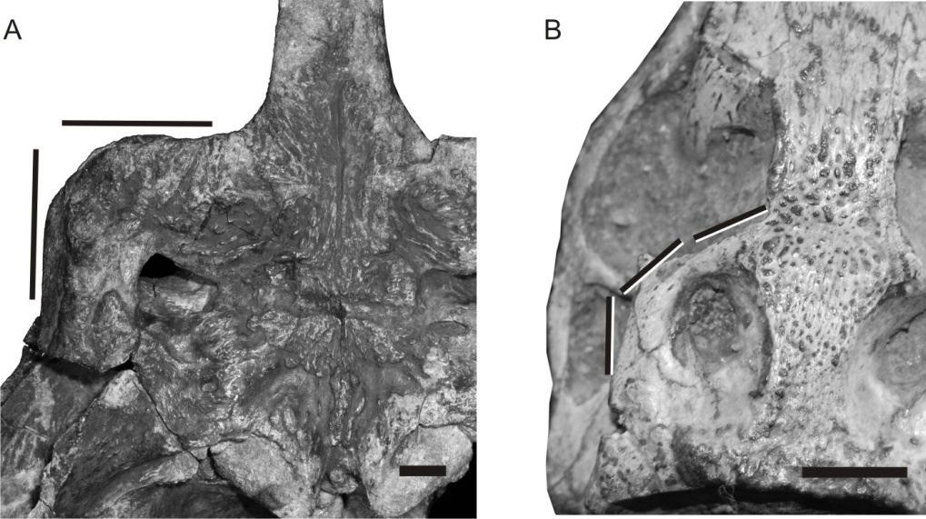 Figura 11. Caráter 489.