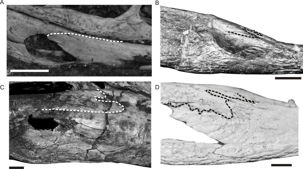 os caracteres 142[1], 337[1] e 384[1] como sinapomorfias, e Peirosauridae + Trematochampsidae apresenta os caracteres 45[1], 136[1], 200[0] e 371[1].