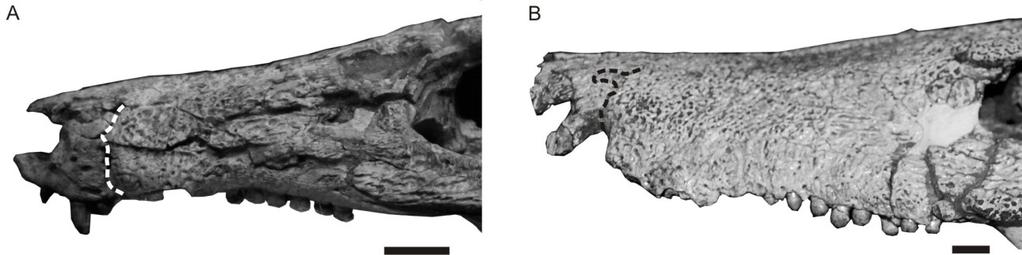 487 Figura 17) é recuperado como sinapomorfia ambígua do clado, dado o estado incerto em Lorosuchus. Figura 15. Caráter 136.