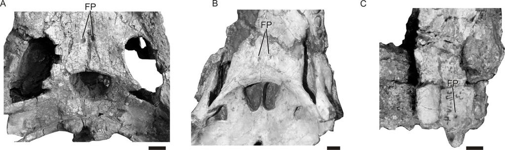 (MHCN-P 3701) exemplificando a asa do pterigoide com sessão transversal arredondada. Barra de escala 1 cm. Figura 17. Caráter 487 recuperado como sinapomorfia ambígua de Sebecidae.