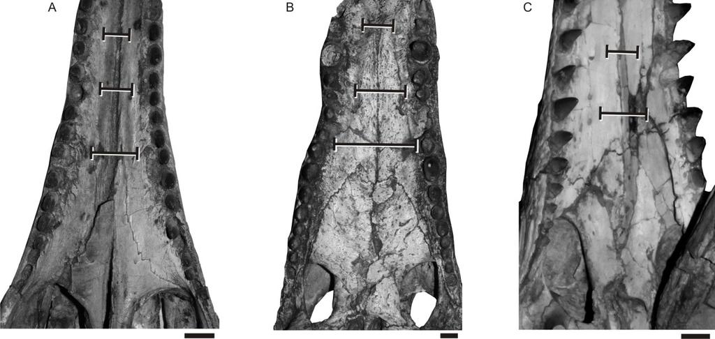 independentemente em outros grupos com o hábito aquático e semi-aquático como Thalattosuchia, Stomatosuchidae e Tethysuchia (Montefeltro & Larsson 2011, 2012). Figura 18.