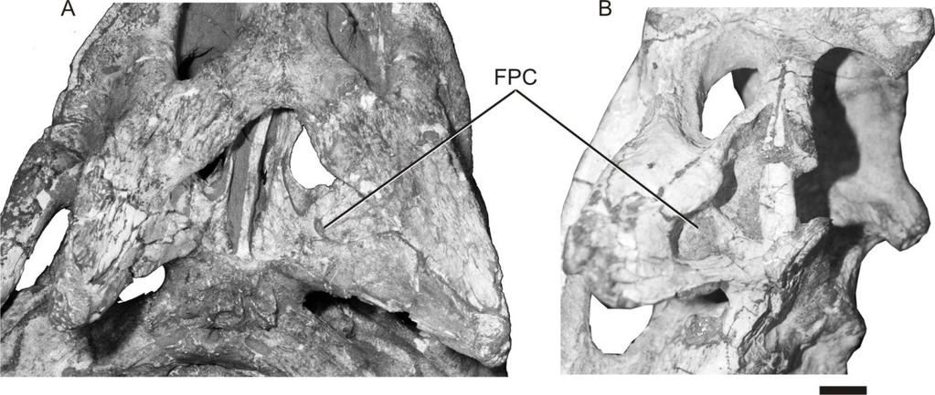 de controvérsia são a possível inclusão de Adamantinasuchus navae e Chimaerasuchus paradoxus no clado (ver Marinho & Carvalho 2009, Turner & Sertich 2010, Kellner et al. 2011a, Iori & Carvalho 2011).