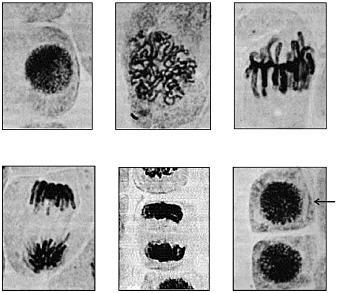 04 (Fuvest 2014) A sequência de fotografias abaixo mostra uma célula em interfase e outras em etapas da mitose, até a formação de novas células.