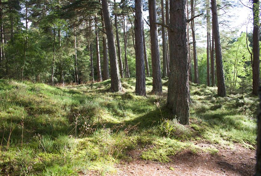 ECOFORST Atrás da ecoforst está ocultado um time jovem e dinâmico, que tem como objetivo simplificar trabalhos com madeira em terreno íngreme e de difícil acesso.