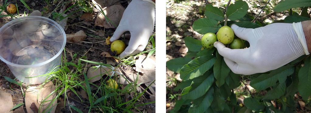 Técnicas para Criação da Mosca-da-Carambola (Bactrocera carambolae 13 coletados frutos de goiaba ou de jambo vermelho, os quais apresentam elevados índices de infestação por B.