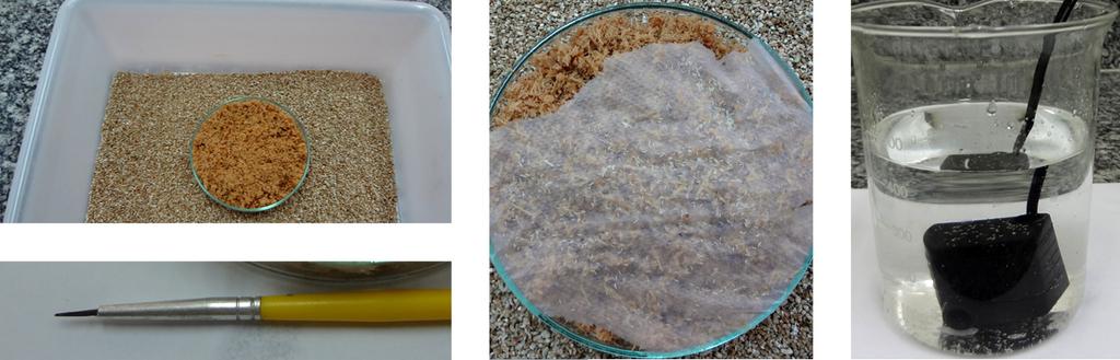 Técnicas para Criação da Mosca-da-Carambola (Bactrocera carambolae 23 et al. (2015), os ovos de B.