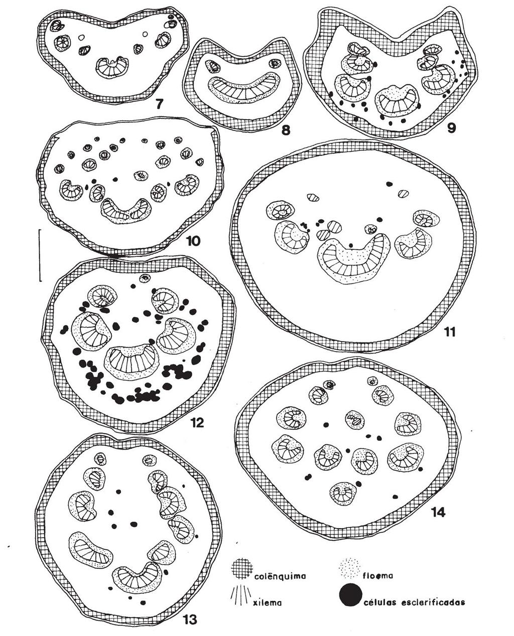992 Reis, Proença & Sajo: Vascularização foliar e anatomia do pecíolo de Melastomataceae do cerrado... Figuras 7-14. Diagramas de seções transversais de pecíolos. 7-9.