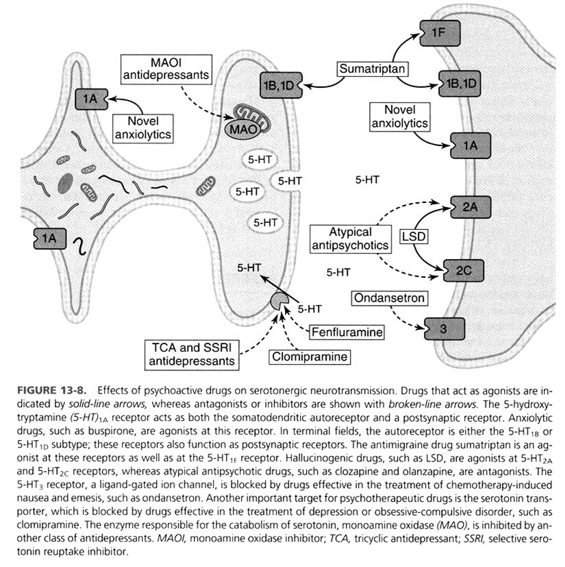 Neurotransmissão serotoninérgica acção