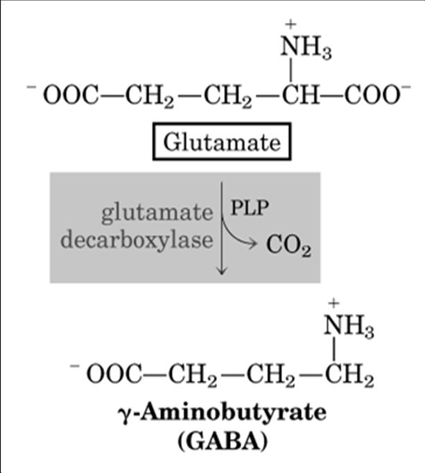γ-aminobutírico) -