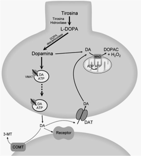 Metabolismo da dopamina pela monoaminoxidase (MAO) e pela catecol-o-metiltransferase (COMT) Receptor tipo D 1 ( AMPc) Receptor tipo D 2 ( AMPc) DA: dopamina, DOPAC: ácido dihidroxifenilacético, 3-MT;
