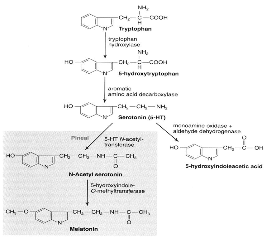 Derivados do triptofano: serotonina, melatonina e niacina Melatonina Vit B3 Metabolismo da Serotonina ou