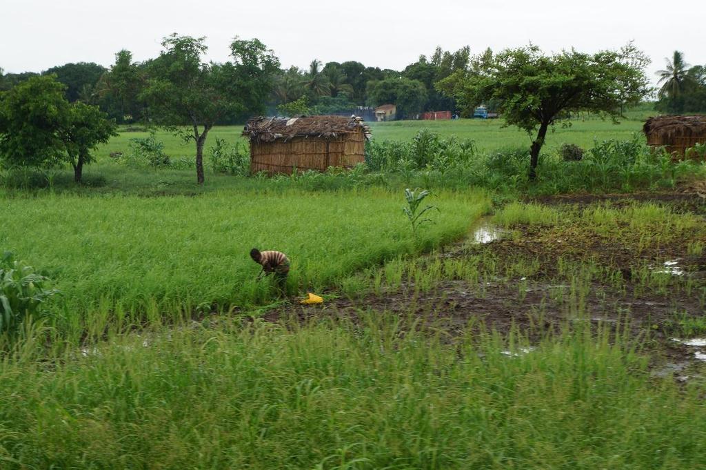 ANTÔNIO DOMINGOS BRAÇO Figura 1 Mulher cultivando arroz em uma