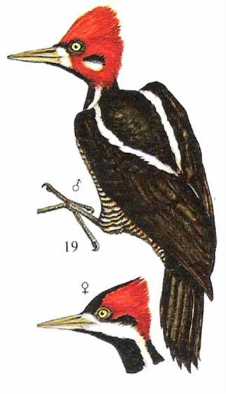 11 a b c Figura 5: Espécies das famílias a- Picidae, o pica pau