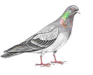 9 a b c d Figura 2: Família Columbidae, a- Pomba