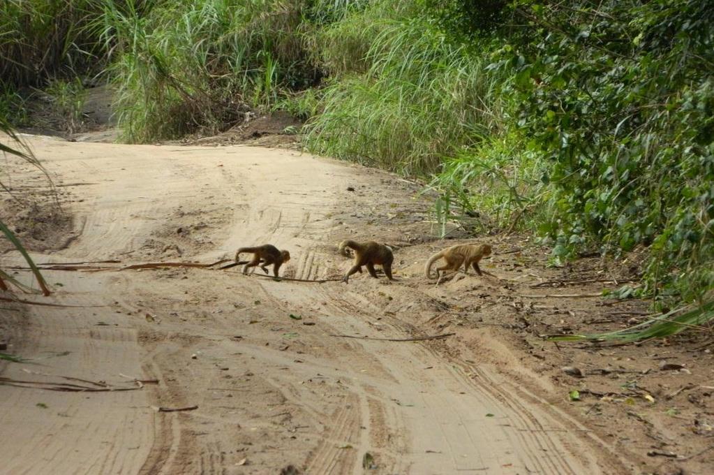 <0.001) Encontram Macaco-prego-galego nas plantações de cana