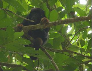 EXTINÇÃO LOCAL Registro de Allouata belzebul na Paraíba/ ocorrência na Mata Atlântica do nordeste (Langguth et al., 1987; COIMBRA-Filho e Rylands, 1995).