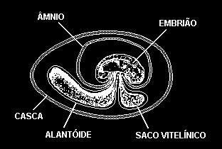 ( ) Típica dos mamíferos, a aderência firme do alantóide ao cório, formando o corioalantóide (1) permite uma vascularização muito mais eficiente do embrião logo após sua formação.