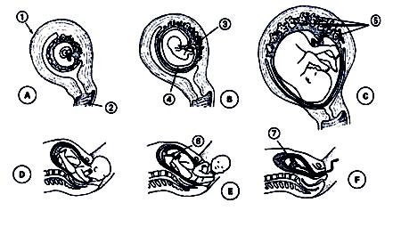 15) (UFPA) De que folhetos(s) embrionários(s) provém(êm) as estruturas destacadas no trecho do soneto de Augusto dos Anjos, Monólogo de uma Sombra? E o que foi: clavículas, abdômen.