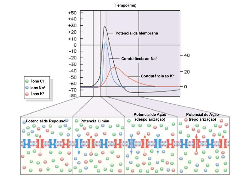 2 do efluxo de K+ e, principalmente, através de um processo chamado inativação do canal para Na+.