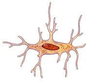 Células do Tecido Ósseo Osteoblasto Osteoclasto Osteócito