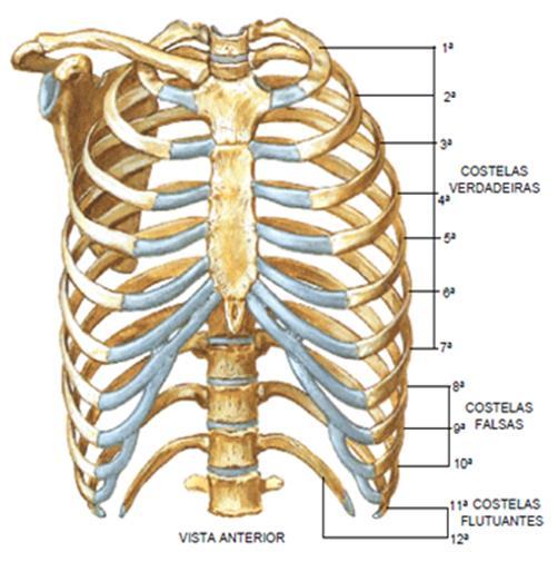 Caixa Torácica PROTEÇÃO 12 vértebras torácicas