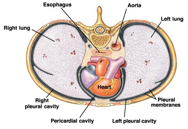 Espaço Pleural Cada pulmão é circundado por um saco pleural ( independente e duplo).