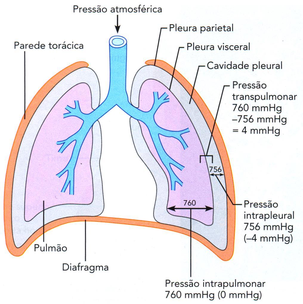 Pressão Alveolar Pressões negativa Denotam pressões