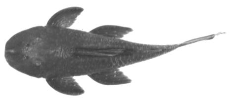 A B Figura (5). Cariótipo convencional de Hypostomus albopunctatus do rio Piracicaba (SP) 2n=74 (A).