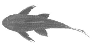 A B C Figura (8). Cariótipo convencional de Liposarcus anisitsi do rio Piracicaba (SP) 2n=52 (A).