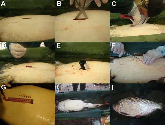 Mitigações dos impactos - Programa de Marcação e Telemetria Número de peixes marcados Espécie 2016 (fev ago) 2017 (mar abr) Barbado (Pinirampus pirinampu) 44 4 Cachara (Pseudoplatystoma punctifer) 51