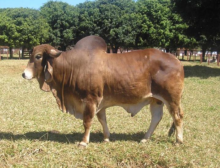 FAZENDA: MONTE VERDE CRIADOR: ÂNGELUS CRUZ FIGUEIRA PROPRIETÁRIO: AGROBILARA COM. E PART.