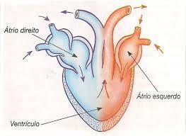 sistema circulatório. Coração com 3 cavidades: dois átrios e um ventrículo.
