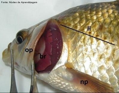 Peixe por dentro Opérculo auxilia a bombear a agua (tipo de