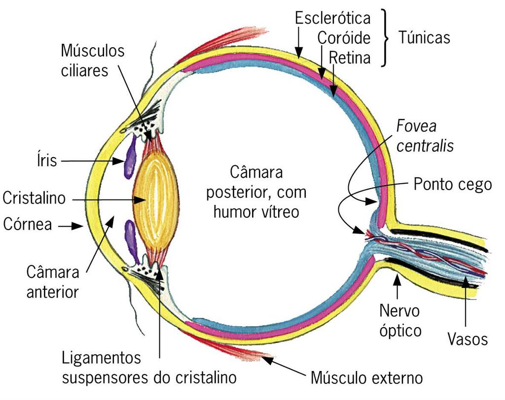 - Bastonetes (75 a 150 milhões, distribuídos sobre a superfície da retina). Compartilham fibras nervosas, reduzindo a quantidade de detalhes discerníveis.