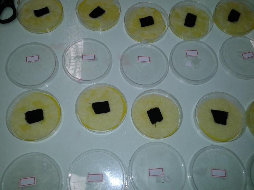 36 Figura 3 Placas de Petri utilizadas para a verificação da fertilidade de Anastrepha fraterculus (Diptera: Tephritidae) contendo um pano-esponja vegetal umedecido, papel filtro previamente disposto