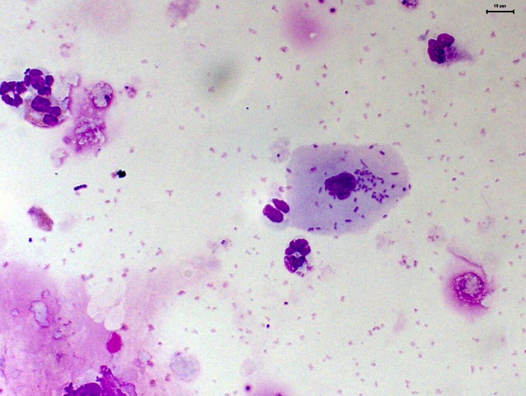 bactérias ( ), presentes em amostra de ovinos com broncopneumonia Giemsa (500x). FIGURA 15.