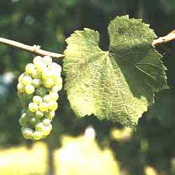 11 1 REVISÃO BIBLIOGRÁFICA 1.1 Chardonnay A Chardonnay é uma cultivar de videira pertencente ao grupo das Vitis vinifera L.