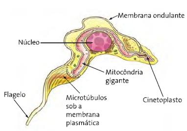 Antigamente achava-se o cinetoplasto era responsável pelo movimento do protozoário, porém, mesmo após sabermos que não é, o nome continuou.