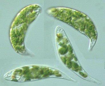 Euglenófitas o As euglenas são algas unicelulares que se locomovem por meio de um flagelo e vivem principalmente em água doce, mas também em água salgada.