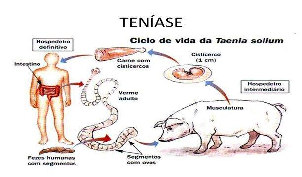 Cisticercose: É uma parasitose que ocorre nos seres humanos quando esses passam a ser o hospedeiro intermediário da T.