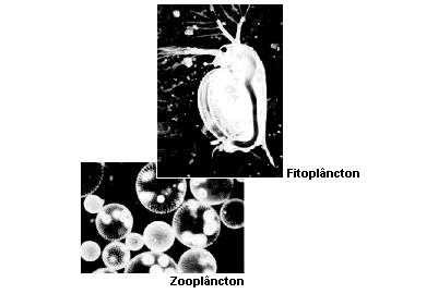 provocado a diminuição de populações de zooplâncton em certas regiões.