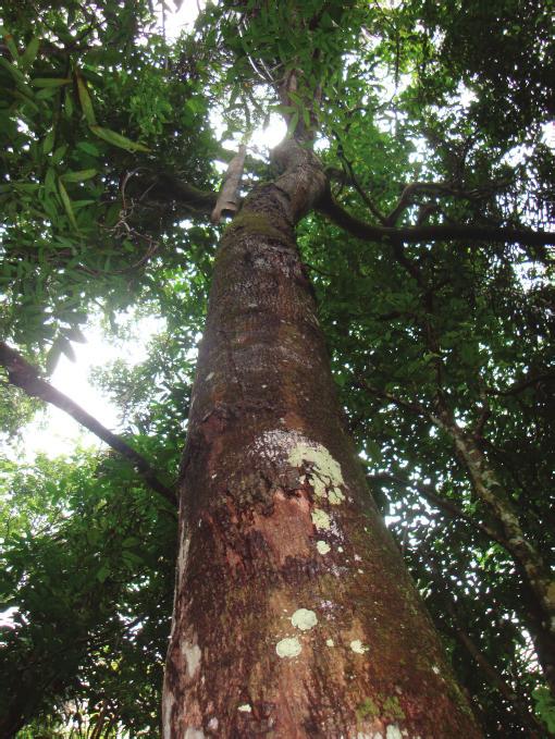 2 Conhecendo Espécies de Plantas da Amazônia: Tatapiririca (Tapirira guianensis Aubl. Anacardiaceae) Foto: Arquivo Projeto Dendrogene (Embrapa/Dfid, 2001).