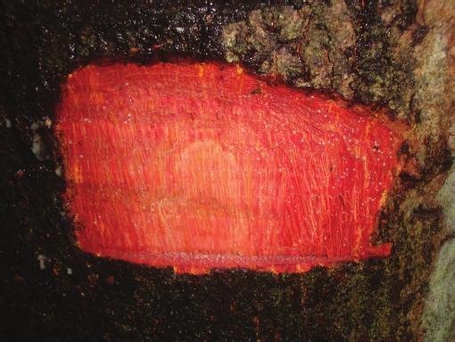 Foto: Arquivo Projeto Dendrogene (Embrapa/Dfid, 2001). Figura 6. Fruto de T. guianensis.