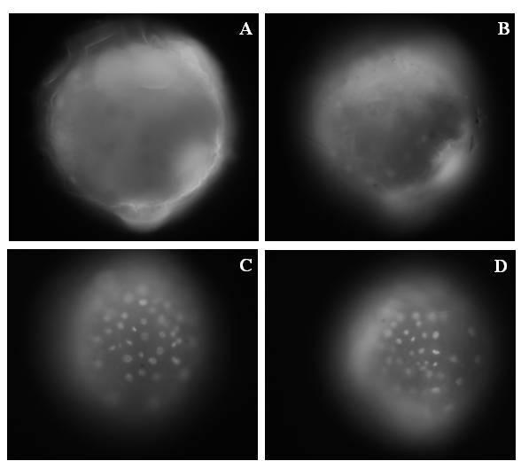 145 Figura 57. Estágios iniciais de L. culveri com marcação DAPI. (A) Ovo não fecundado; (B) Zigoto (1-2h); (C) Clivagem embrionária (2-4h); (D) Clivagem embrionária (5-8h).