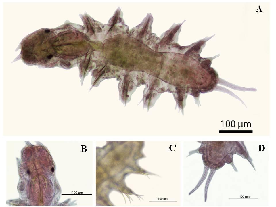 147 Figura 59. Larva nectocerda com seis setígeros de L. culveri. (A) Corpo (vista dorsal); (B) Região ântero-dorsal; (C) Cerdas (vista dorsal); (D) Pigídio (vista dorsal).