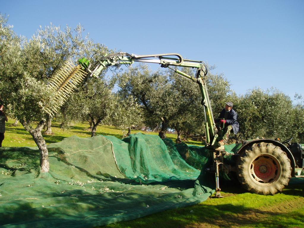 Observação de uma máquina de colheita de azeitona Oli-Picker em Trás-os-Montes Arlindo Almeida 1 ; J.