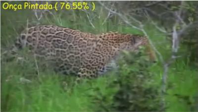 Salazar, and F. Vargas, Towards automatic wild animal monitoring: Identification of animal species in camera-trap images using very deep convolutional neural networks, ArXiv e-prints, mar 2016. A. Krizhevsky, I.